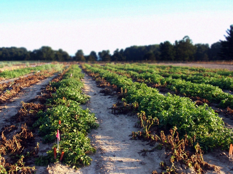 POTATO电脑版能把@提示改为弹窗吗