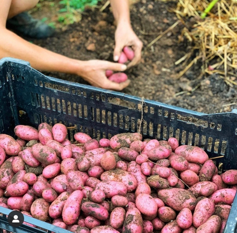 在POTATO电脑版里如何关闭所有动画特效