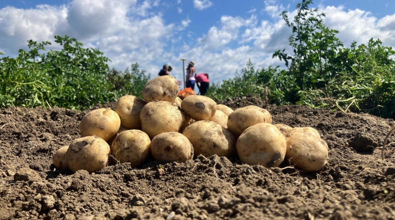 Potato官网下载iOS企业签名